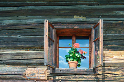 Close-up of potted plant on window of house