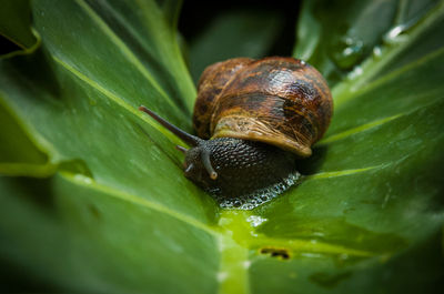 Close-up of snail on leaf