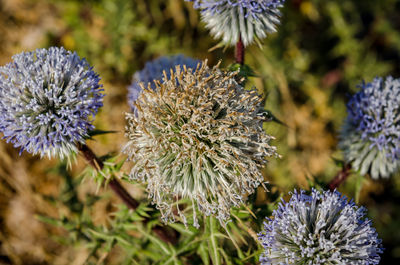 Close-up of purple flowers blooming outdoors