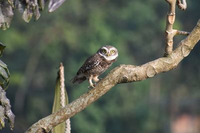 Close-up of eagle perching on branch