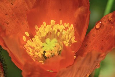 Extreme close up of flower