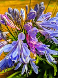 Close-up of purple flowering plant