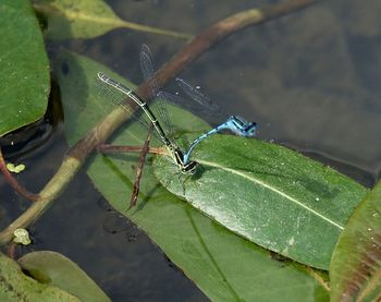 High angle view of insect on leaf