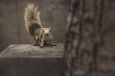 Portrait of an animal on wood against wall