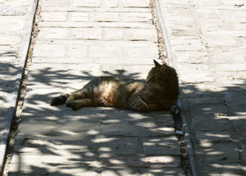 Cat sleeping outdoors