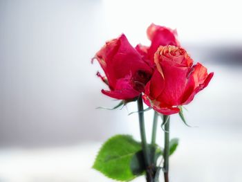 Close-up of pink rose plant