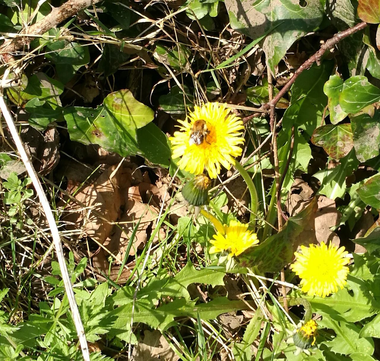 yellow, flower, nature, plant, growth, beauty in nature, flower head, green color, outdoors, field, fragility, leaf, no people, day, freshness, close-up