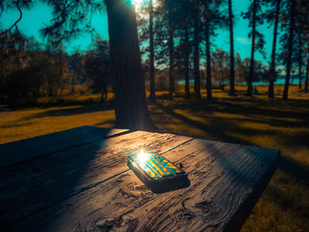 Close-up of illuminated tree trunk in forest