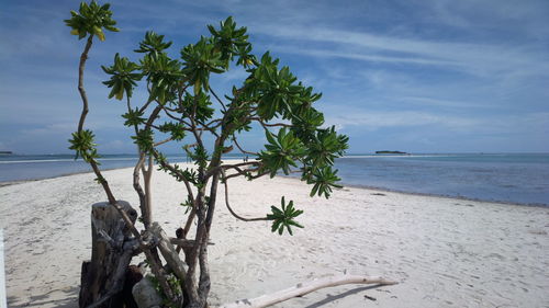 Palm tree on beach against sky