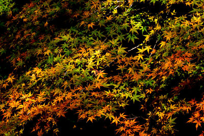 Close-up of tree at night