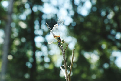 Close-up of insect on plant