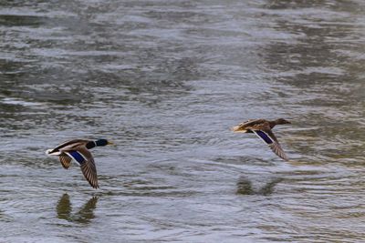 Bird swimming in lake