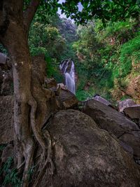 Water flowing through rocks in forest