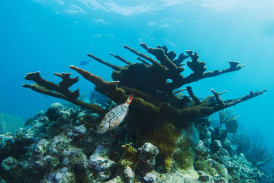 Fish swimming in sea