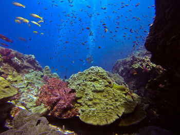 Low angle view of school of fish