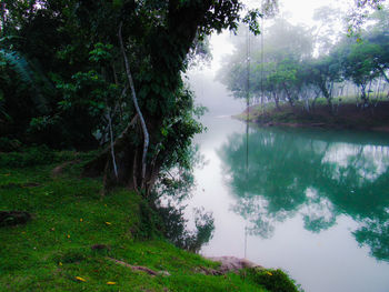 Reflection of trees in lake