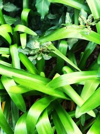 Close-up of insect on plant