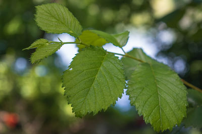 Close-up of green leaves