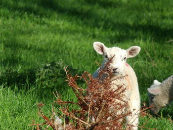 Close-up of sheep on field