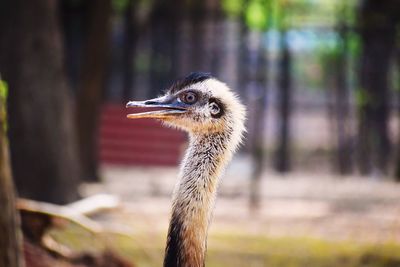 Close-up of a bird looking away