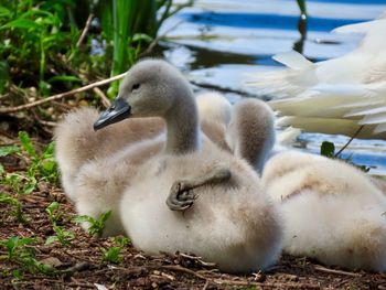 Cygnets huddling by the water 