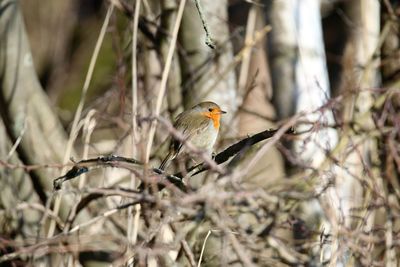 Bird perching on branch