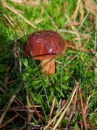 Close-up of mushroom on grass