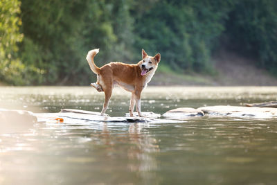 Dog on a lake