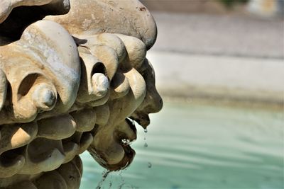 Close-up of statue against water