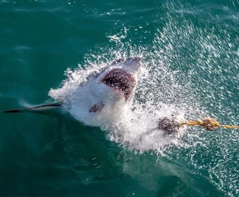 High angle view of turtle swimming in sea
