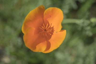 Close-up of yellow flower