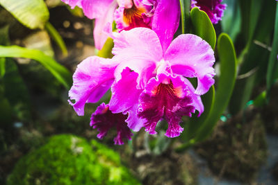 Close-up of pink flowering plant