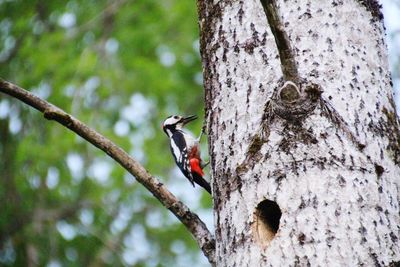 Bird perching on a tree