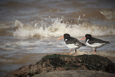 Oystercatchers on rock by sea