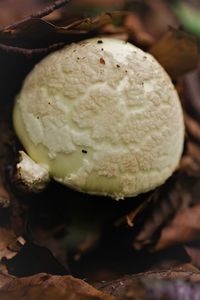 Close-up of ice cream