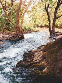 Scenic view of waterfall in forest