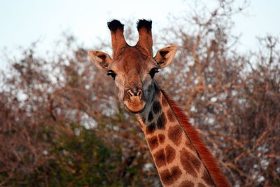 Giraffe at sunset 