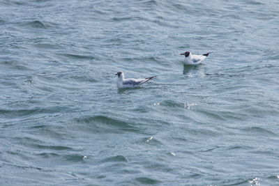 Ducks swimming in sea