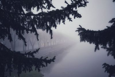 Silhouette trees by road against sky