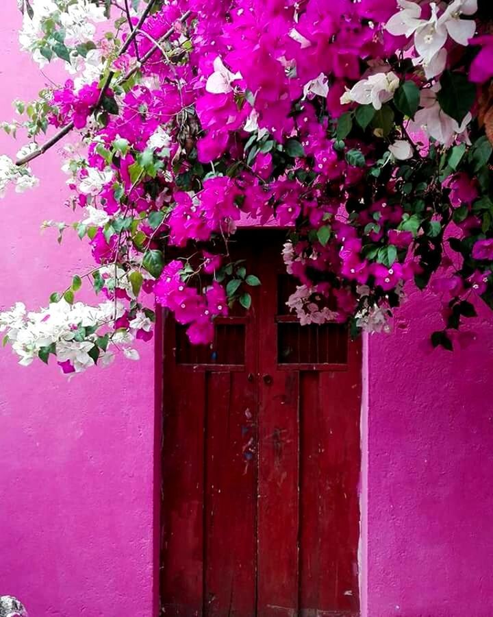 PINK FLOWERS ON DOOR