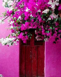 Close-up of pink flowers on door