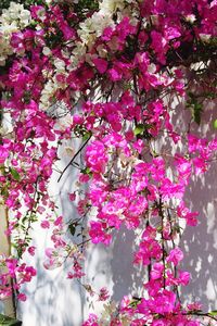 Pink flowers blooming on tree