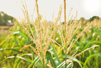 Close-up of stalks in field