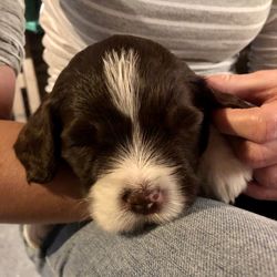 Midsection of woman holding puppy