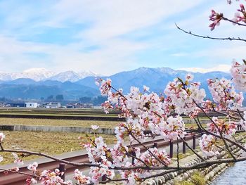 Cherry blossoms against sky