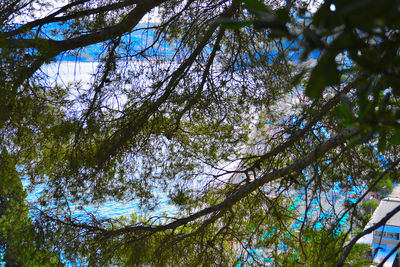 Low angle view of trees against sky