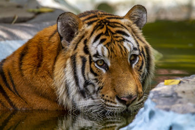 Close-up portrait of a tiger