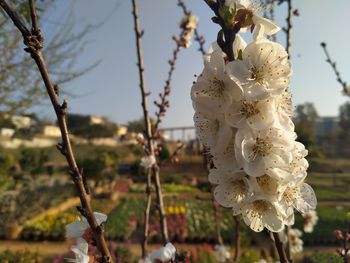 Close-up of white cherry blossom tree