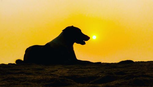 Side view of silhouette dog against orange sky