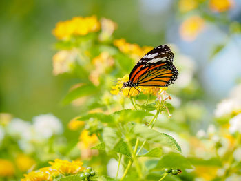 Close-up of butterfly pollinating on flower